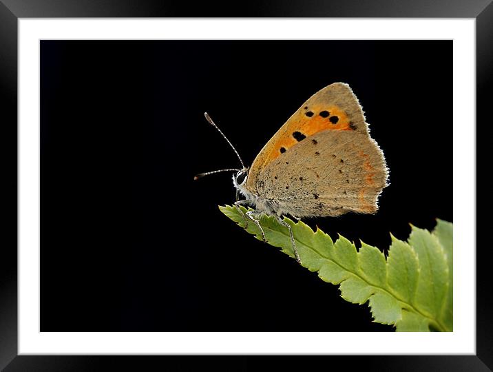 SMALL COPPER Framed Mounted Print by Anthony R Dudley (LRPS)