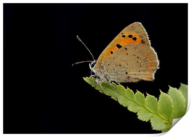 SMALL COPPER Print by Anthony R Dudley (LRPS)