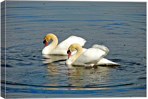 Two Mute Swans Pirouetting in a Whirl. Canvas Print by paulette hurley