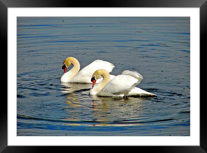 Two Mute Swans Pirouetting in a Whirl. Framed Mounted Print by paulette hurley