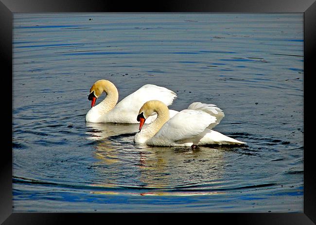 Two Mute Swans Pirouetting in a Whirl. Framed Print by paulette hurley