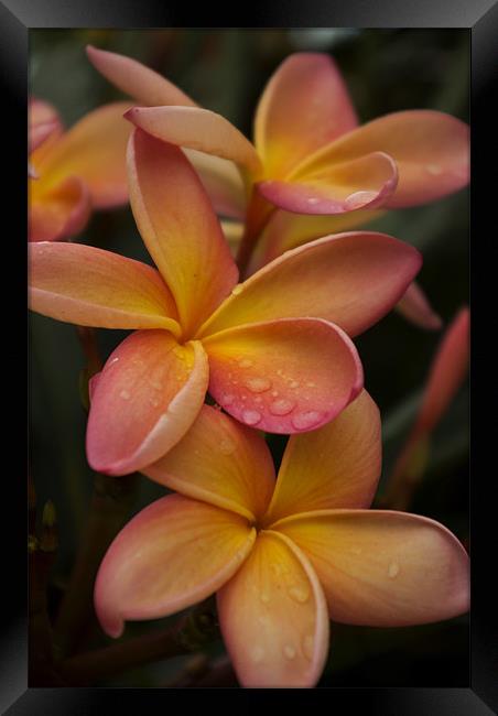 Frangipani Flowers after a shower Framed Print by Alan Pickersgill