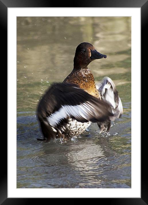 Duck Bath Framed Mounted Print by Alan Pickersgill