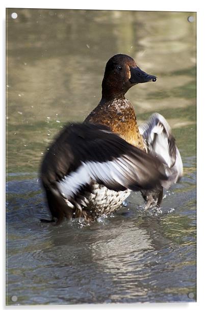 Duck Bath Acrylic by Alan Pickersgill