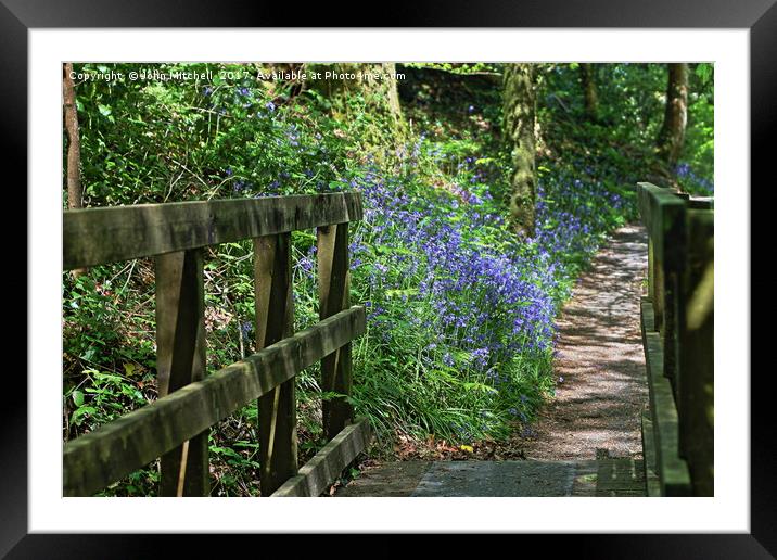 Bluebell Path Framed Mounted Print by John Mitchell