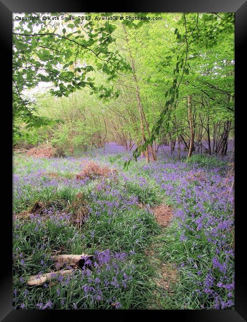 Hidden Bluebell Wood Framed Print by Kate Small