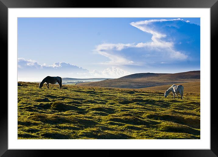 Wild Ponies Bodmin Moor Framed Mounted Print by David Wilkins