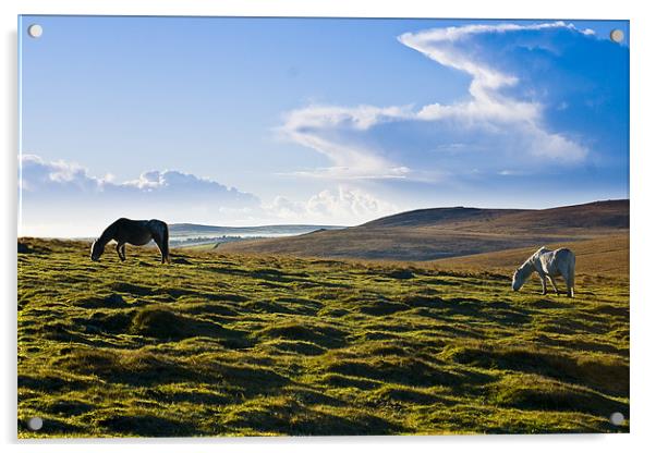 Wild Ponies Bodmin Moor Acrylic by David Wilkins