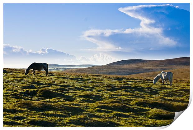 Wild Ponies Bodmin Moor Print by David Wilkins