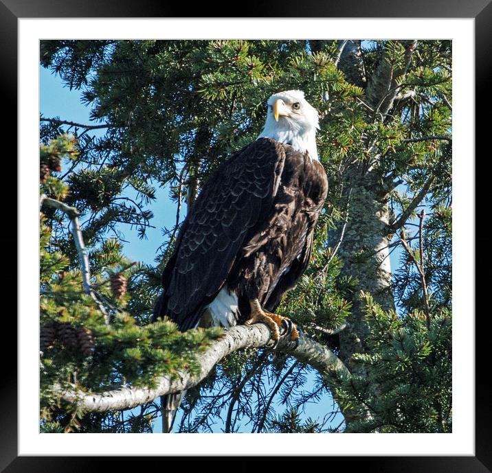Bald Headed Eagle Framed Mounted Print by Janet Mann
