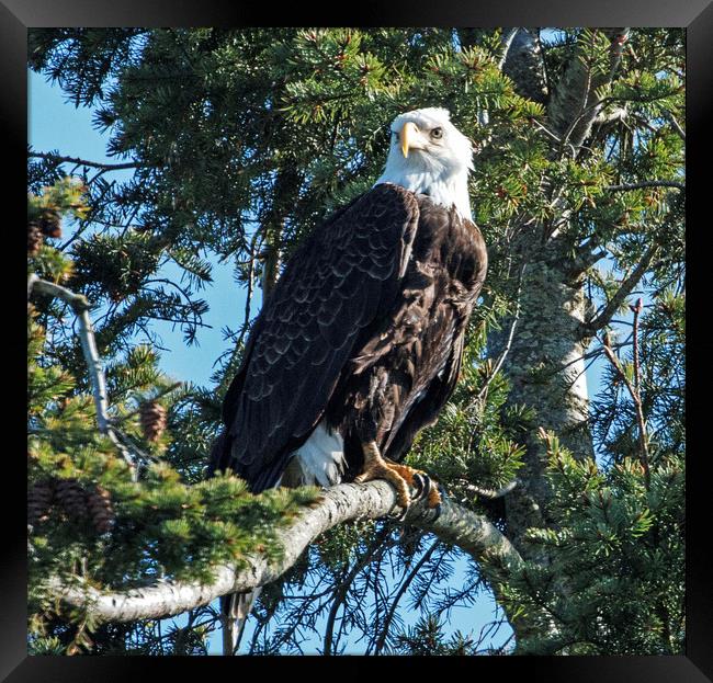 Bald Headed Eagle Framed Print by Janet Mann