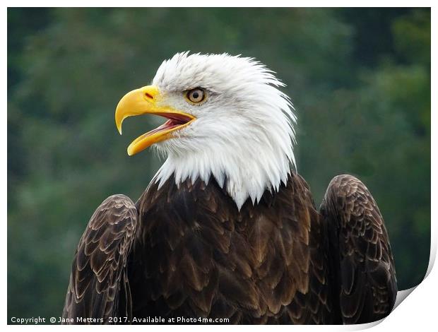 Bald Eagle Print by Jane Metters