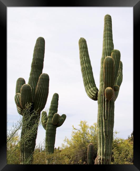 Saguaro Cacti Framed Print by Janet Mann