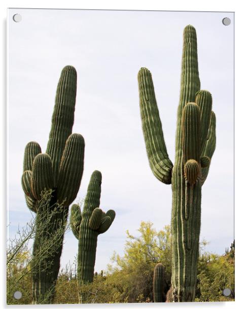 Saguaro Cacti Acrylic by Janet Mann