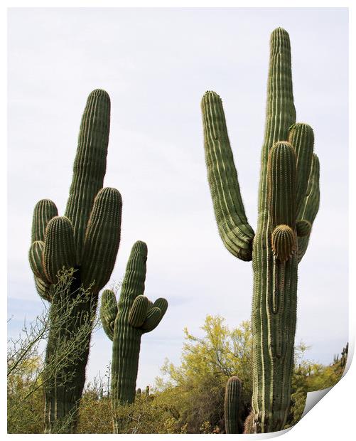 Saguaro Cacti Print by Janet Mann