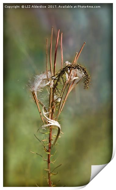 Rose Bay Willow Herb Print by LIZ Alderdice