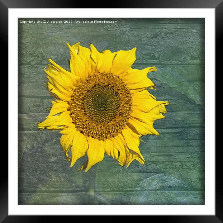 Sunflower Framed Mounted Print by LIZ Alderdice