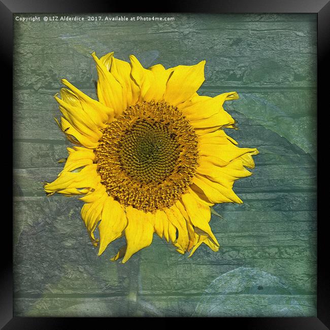Sunflower Framed Print by LIZ Alderdice
