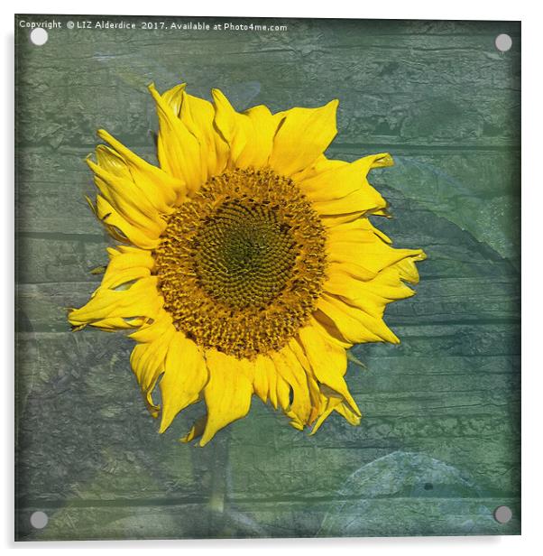 Sunflower Acrylic by LIZ Alderdice