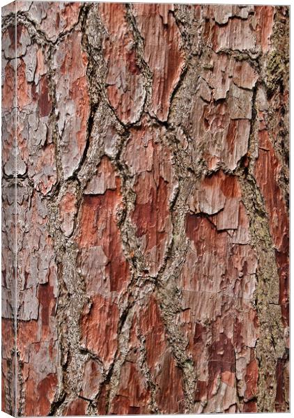 Bark on a Pine Tree Canvas Print by Bob Walker