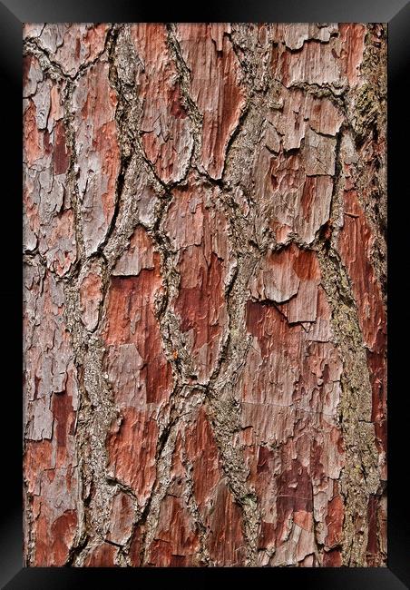 Bark on a Pine Tree Framed Print by Bob Walker
