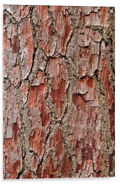 Bark on a Pine Tree Acrylic by Bob Walker