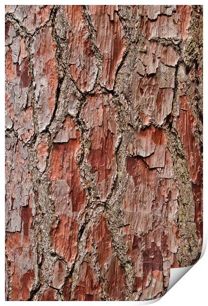Bark on a Pine Tree Print by Bob Walker