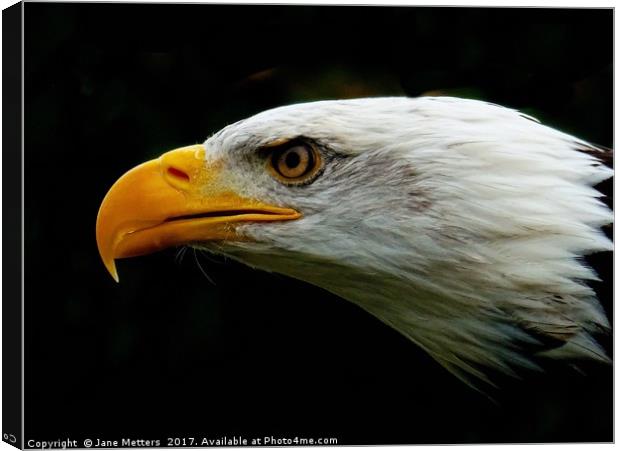 Eagles Head Canvas Print by Jane Metters