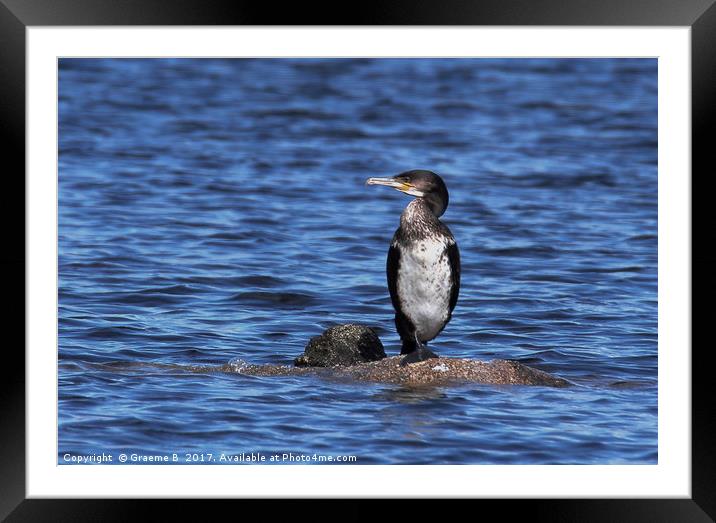 Lonely Cormorant Framed Mounted Print by Graeme B