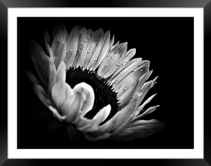 Sunflower Droplets In BW Framed Mounted Print by Aj’s Images