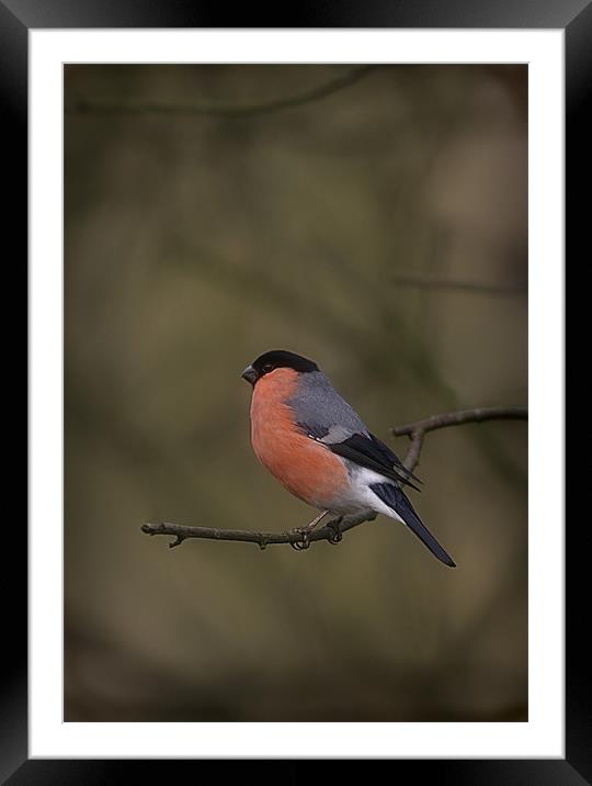 BULLFINCH Framed Mounted Print by Anthony R Dudley (LRPS)