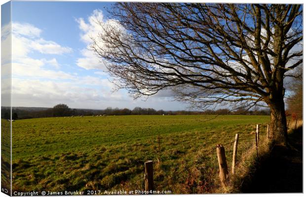 Winter Oak Tree and Countryside Weald of Kent Canvas Print by James Brunker
