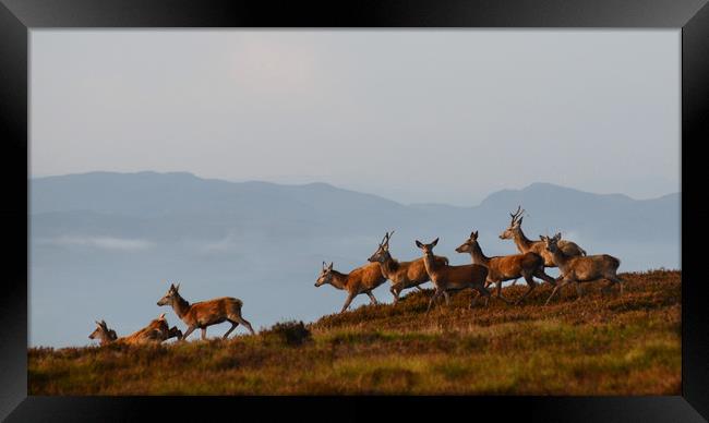 Red Deer in the Highlands  Framed Print by Macrae Images