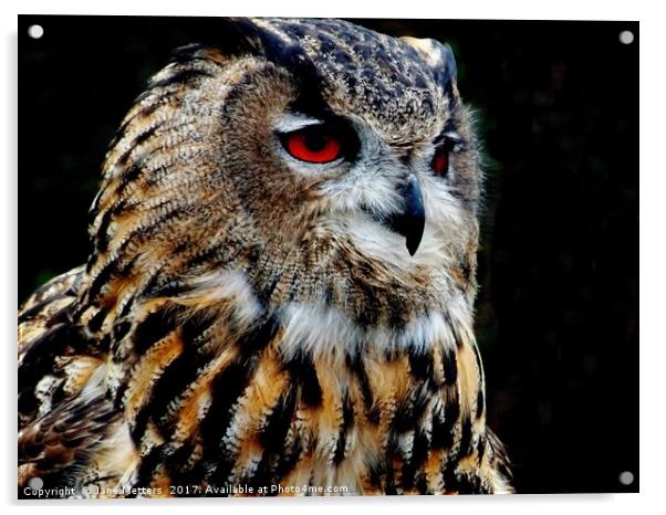 Eurasian Eagle-Owl Acrylic by Jane Metters