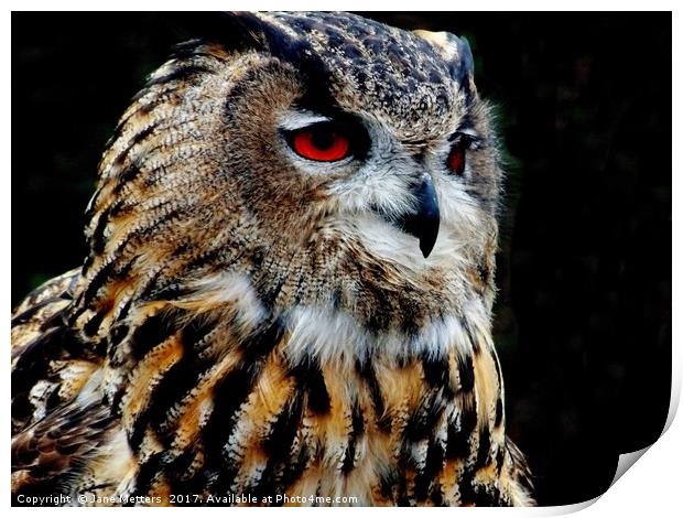 Eurasian Eagle-Owl Print by Jane Metters