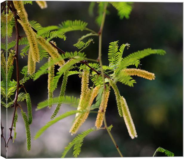 Forest Catkins Canvas Print by Janet Mann