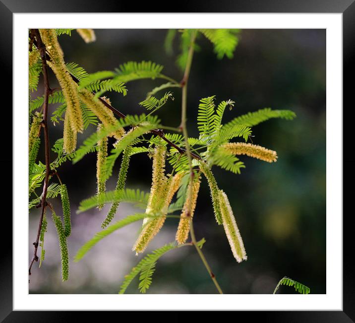 Forest Catkins Framed Mounted Print by Janet Mann