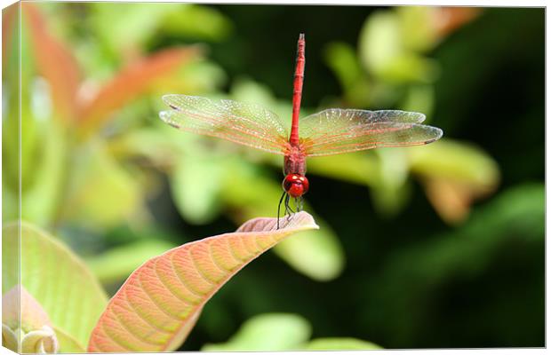 Dragonfly Canvas Print by Neil Gavin