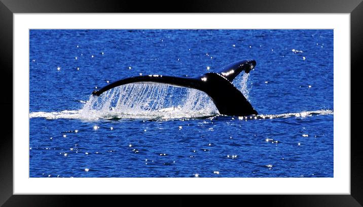 Whale'sTail Flute Framed Mounted Print by Janet Mann