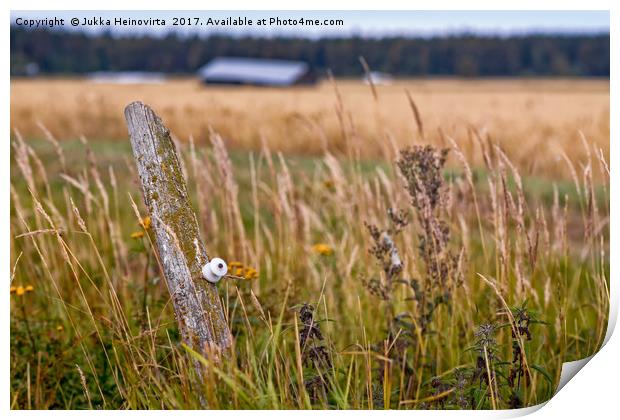 Lonely Pole In The Fields Print by Jukka Heinovirta