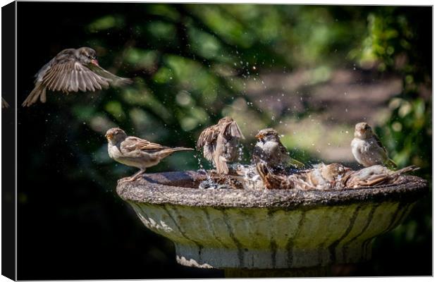 Birds washing Canvas Print by Jonathan Smith