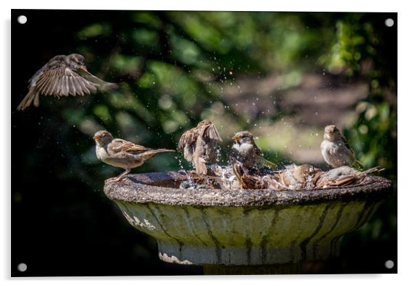 Birds washing Acrylic by Jonathan Smith