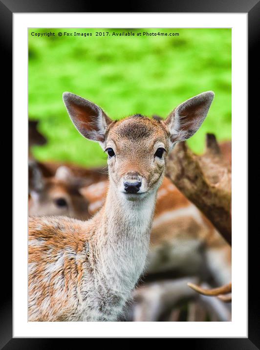 Female fallow deer  Framed Mounted Print by Derrick Fox Lomax