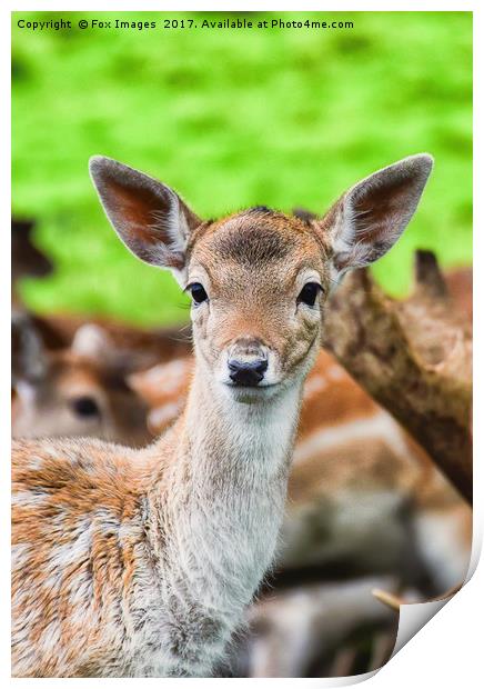 Female fallow deer  Print by Derrick Fox Lomax