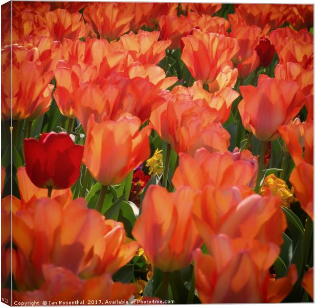 Tulips in Paddington Street Gardens Canvas Print by Ian Rosenthal