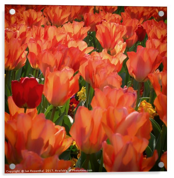 Tulips in Paddington Street Gardens Acrylic by Ian Rosenthal