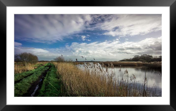 The green track Somerset Levels Framed Mounted Print by Dan Hopkins