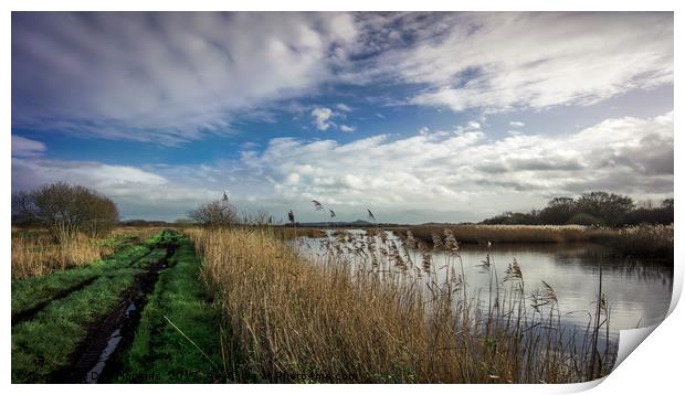 The green track Somerset Levels Print by Dan Hopkins