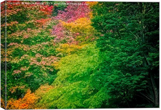 Autumn Acer Leaves at Thorp Perrow Arboretum Canvas Print by Martyn Arnold