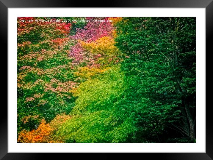 Autumn Acer Leaves at Thorp Perrow Arboretum Framed Mounted Print by Martyn Arnold